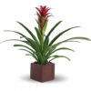 Bromeliad Beauty