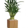 Good Luck Bamboo