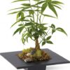 Money Tree