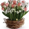 Tulip Song