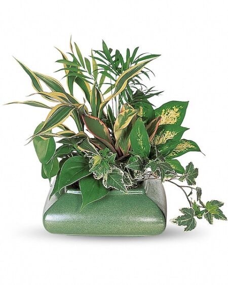 Small Garden Dish