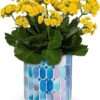 Sunny Kalanchoe