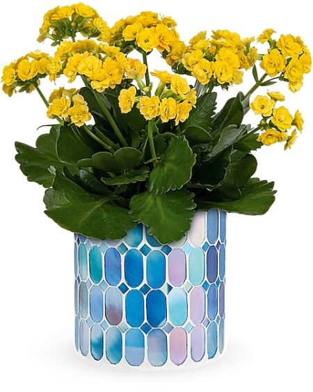Sunny Kalanchoe