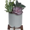 Mod Succulents