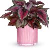 Sparkling Begonia