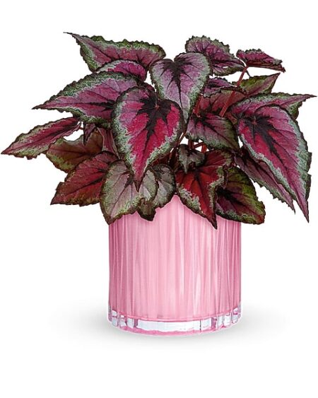 Sparkling Begonia