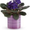 Splendid Violets