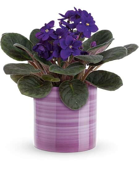 Splendid Violets