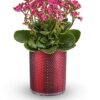 Lovely Kalanchoe Plant
