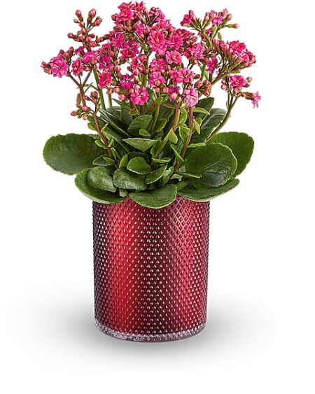 Lovely Kalanchoe Plant