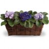 Sweet Violet Trio