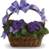 Violets And Butterflies