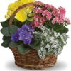 Spring Has Sprung Mixed Basket