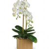 Opulent Orchids