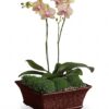 Divine Orchid