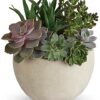 Desert Beauty Succulent Garden