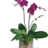 Glorious Gratitude Orchid