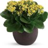 Forever Yellow Kalanchoes
