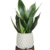 Growing Art Sansevieria Plant