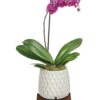 Architectural Orchid Plant