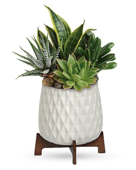 Modern Mood Succulent Garden