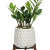 Luxe Leaves Plant