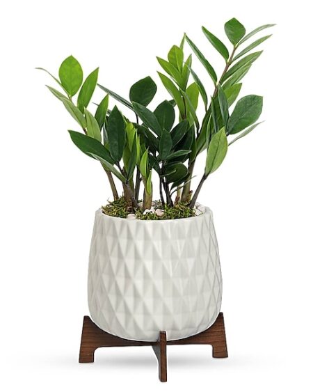 Luxe Leaves Plant