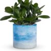 Sky Glass Jade Plant
