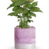 Lavender Frost Plant