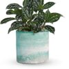 Seaside Mist Plant