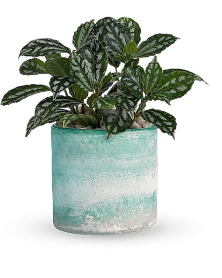 Seaside Mist Plant
