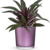 Leaves of Amethyst Plant