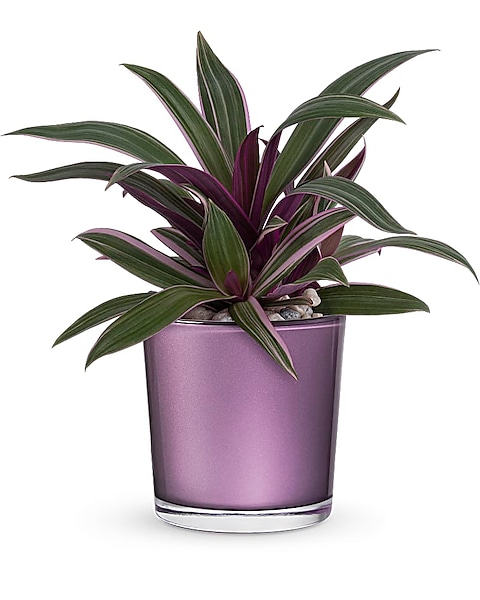 Leaves of Amethyst Plant