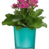 Shimmering Aqua Plant
