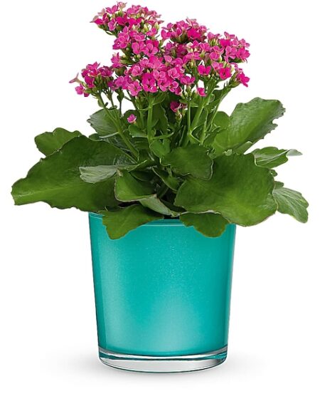 Shimmering Aqua Plant