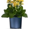 Golden Morning Plant