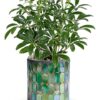Leaves of Glass Plant