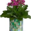 Memorable Mosaic Plant
