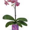 Jewel Shine Orchid