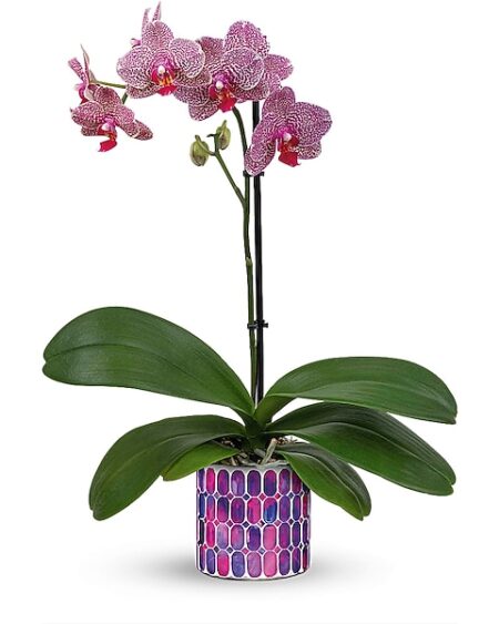 Jewel Shine Orchid