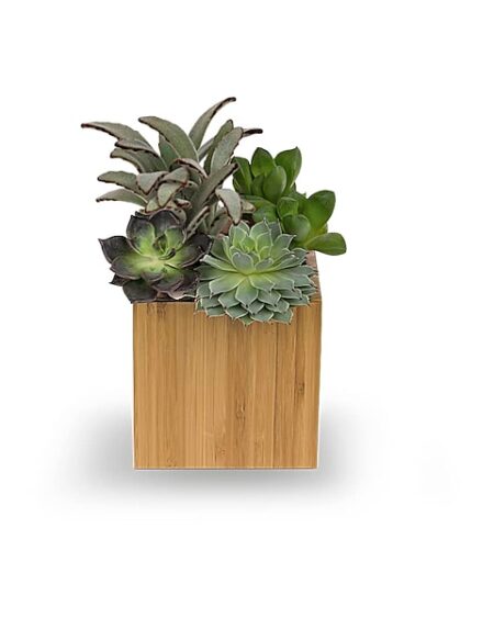 Mindful Moment Garden