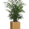 Peaceful Palm