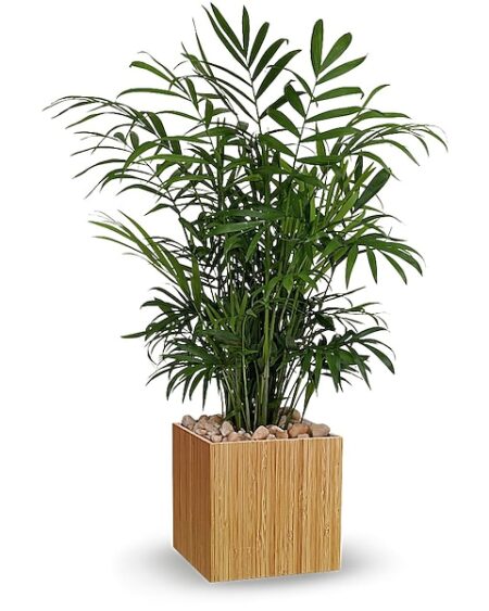 Peaceful Palm