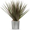 Moonstone Dracaena