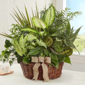 Classic Dish Garden