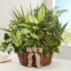 Classic Dish Garden