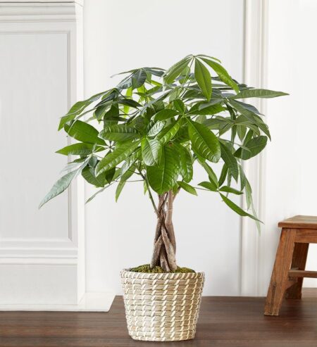 Money Tree