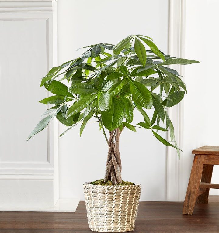 Money Tree