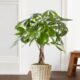 Money Tree