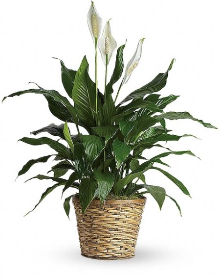 Simply Elegant Spathiphyllum (Peace Lily) - Medium